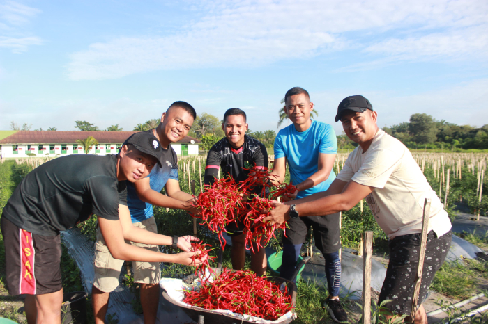 Yonif 132/Bima Sakti Panen Perdana Cabai Dukung Ketahanan Pangan Nasional